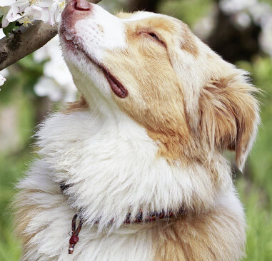 Hund schnüffelt an Blüten. © ruschmeier / iStock / Getty Images Plus