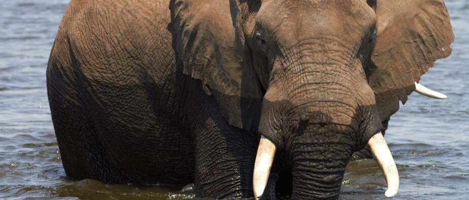 Elefant taucht aus Wasser auf