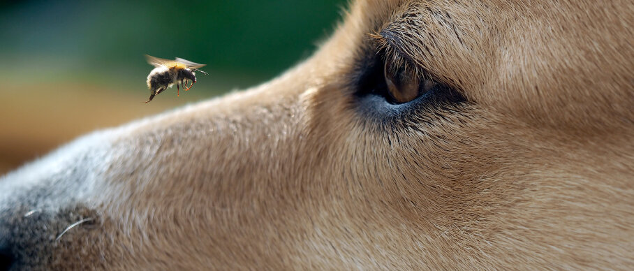 Hund mit Insekt © kozorog / iStock / Getty Images Plus