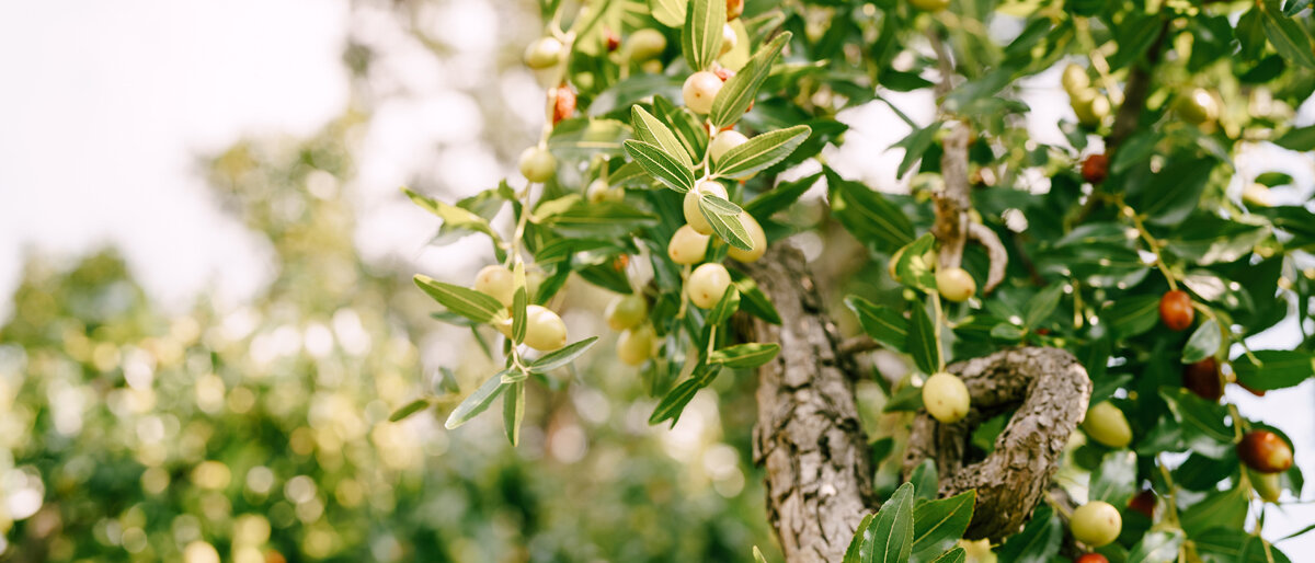 An einem Jujube-Baum hängen teils noch grüne, teils schon rote Früchte.