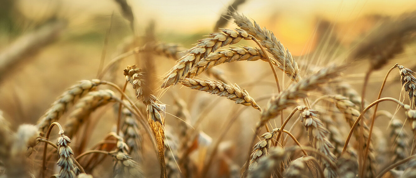 Weizenähren im Wind