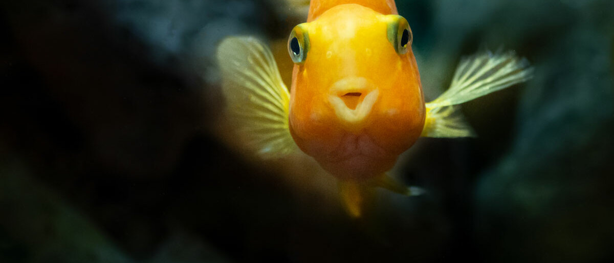 Tierversuche Ein Zierfisch schwimmt auf einen zu