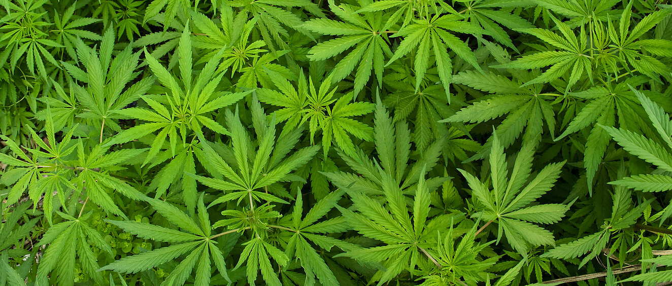 Herrlich grüne Cannabis-Pflanzen