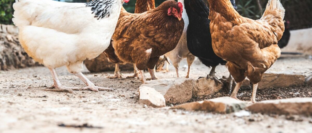 Hühner Eine Fotografie von sieben verschiedenfarbigen Hühnern.