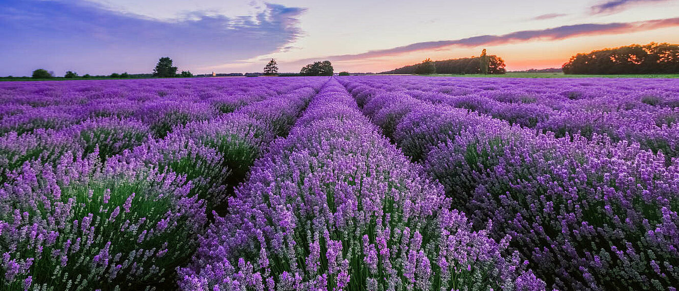 Lavendelfeld © valio84sl / iStock / Getty Images