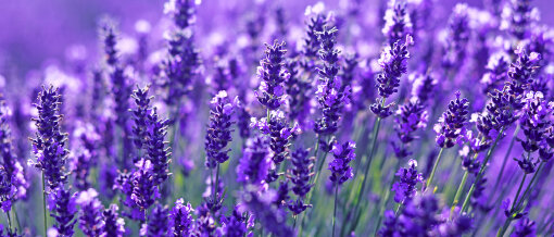 © lenanet / iStock / Getty Images Plus