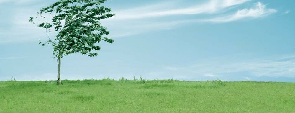 Bäume © chuyu / 123rf.com