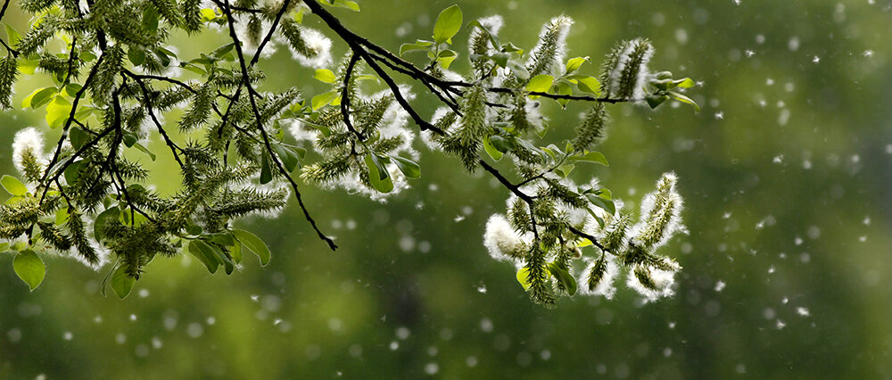 Pollen © Alkimson / iStock / Thinkstock