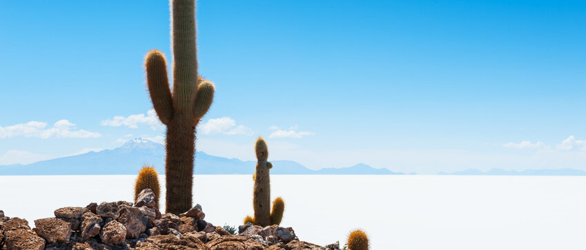 Kaktus in der Wüste