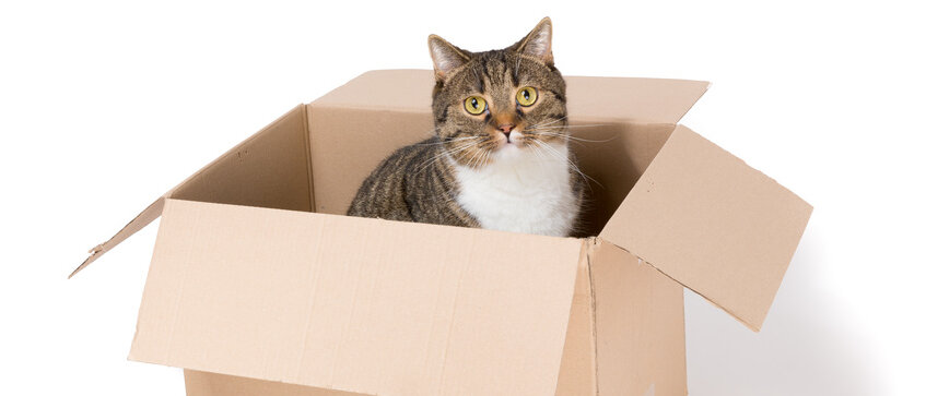 Katze Katze sitzt im Pappkarton