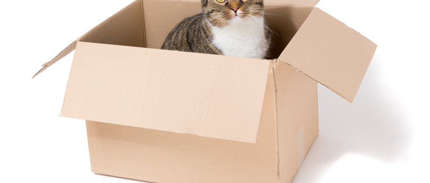 Katze sitzt im Pappkarton
