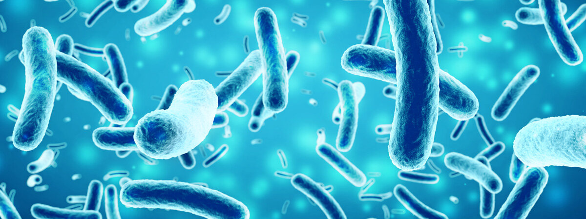 Neue Bakterienart Stäbchenbakterien stark vergrößert