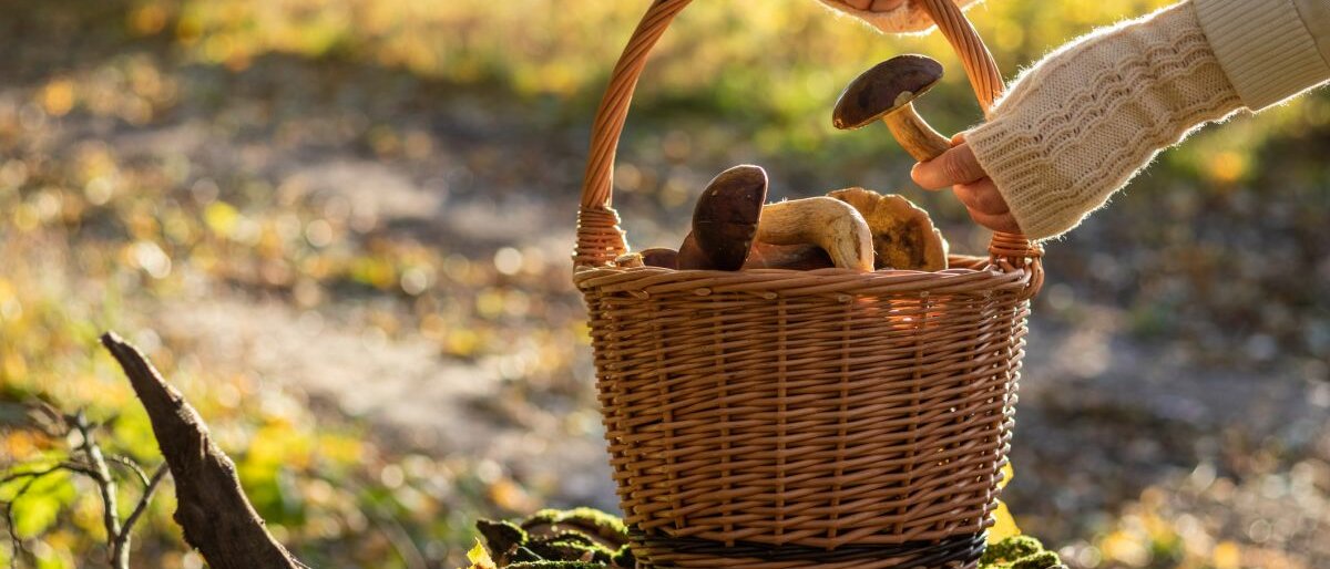 Ein Körbchen, das gefüllt ist mit Pilzen, steht in der Natur.