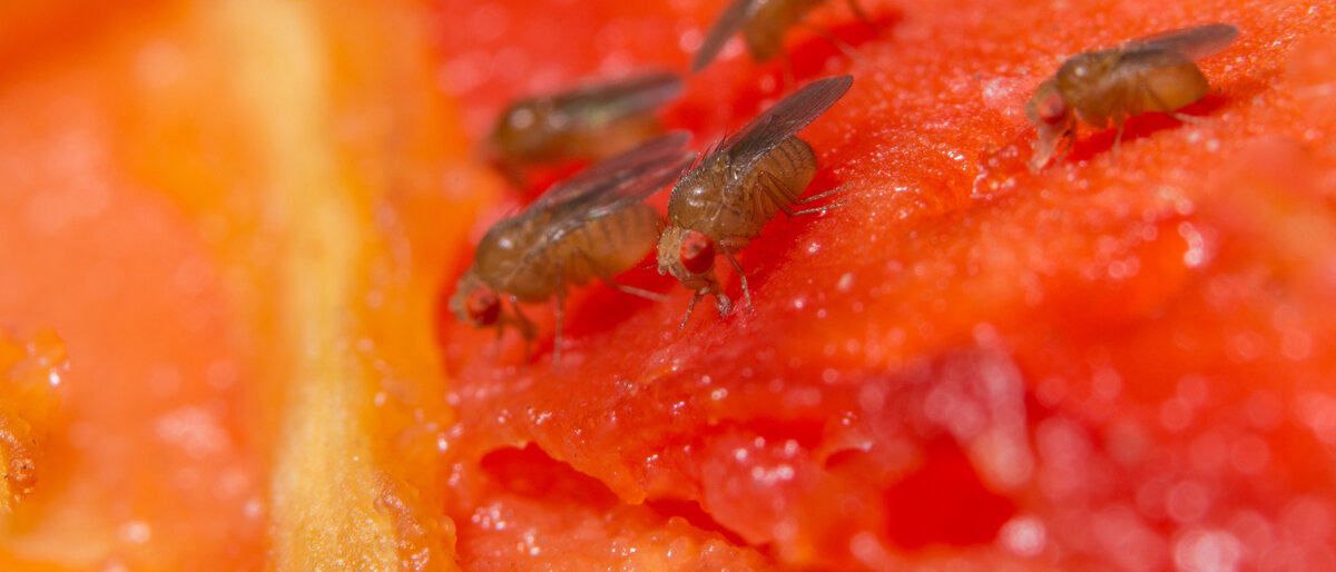Die typischen roten Augen und der dunkel gefärbte Bauch: Die Drosophila sitzt hier auf einer ihrer Leibspeise – Obst. © Aukid / iStock / Getty Images Plus