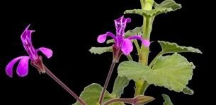 © Die PTA in der Apotheke © Die PTA in der Apotheke