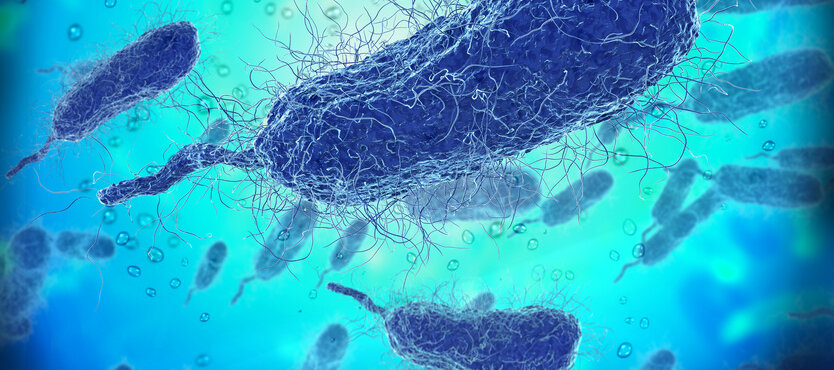 Bakterium unter dem Rastermikroskop