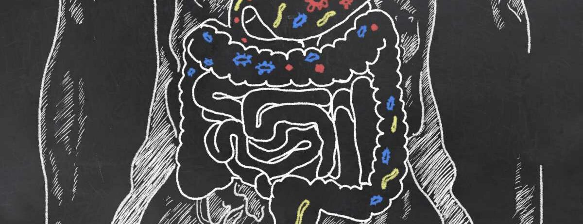 Eine Skizze zeigt verschiedene Bakterienarten im Magen-Darm-Trakt.