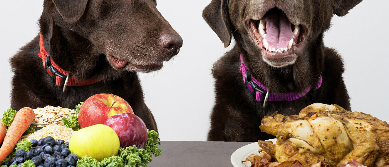 Hunde © WebSubstance / iStock / Getty Images