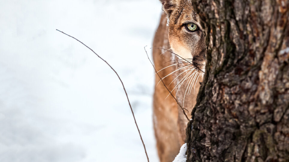 Puma © Evgeny555 / iStock / Getty Images