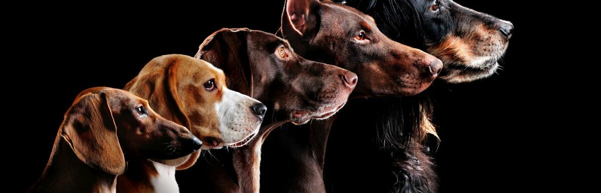 Fünf verschiedene Hunde im Seitenprofil vor schwarzem Hintergrund.