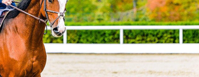 Braunes Pferd © Marta_Kent / iStock / Getty Images
