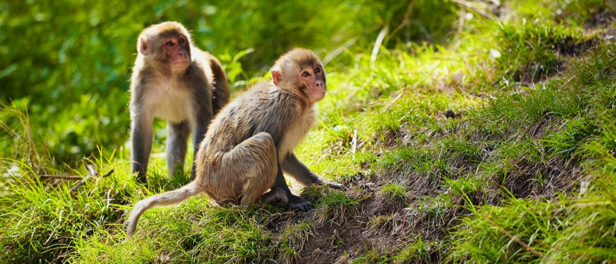 Zwei Rhesusaffen in der Natur.