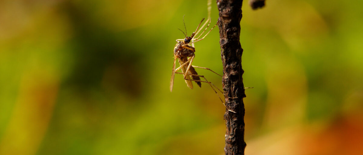 Ein Mosquito sitzt an einem dünnen Ast