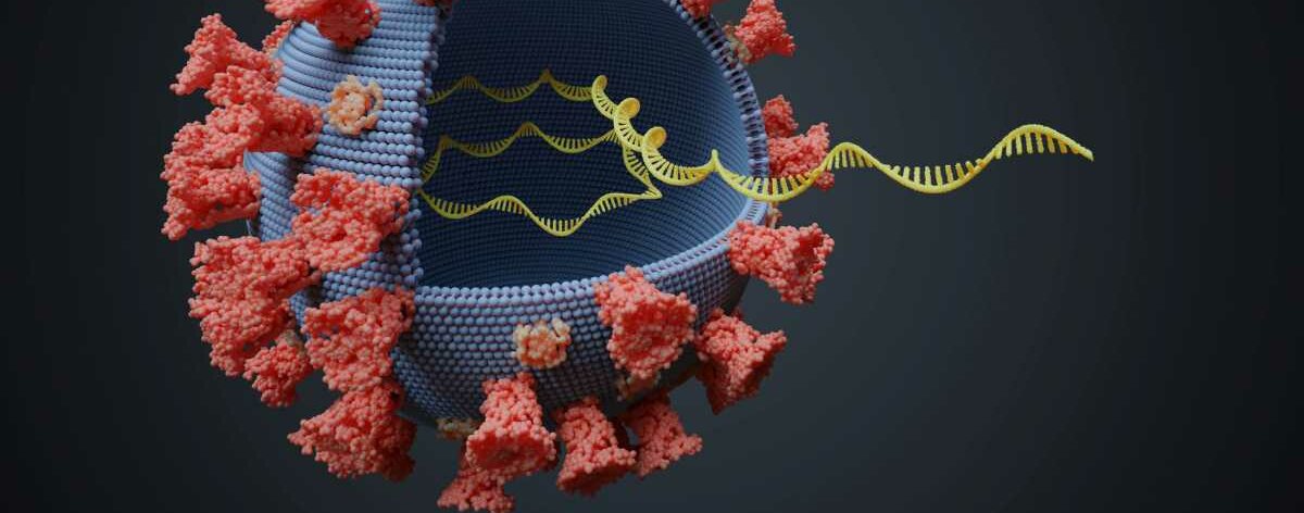 Ein Virus mit Oberflächenproteinen und RNA ist abgebildet.