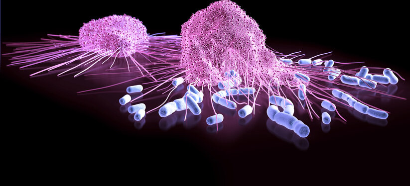 Makrophagen fressen Bakterien