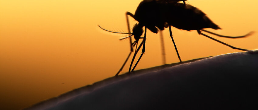 Anopheles-Mücke in der Abendsonne