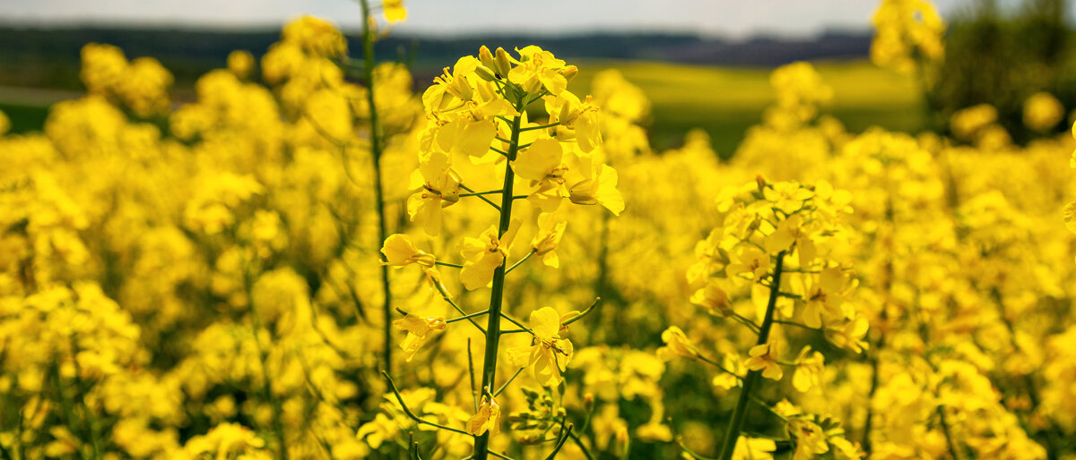 Ein Rapsfeld