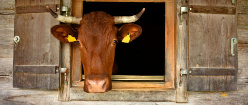 Kuh schaut aus dem Stall heraus. © Christian Peters / iStock / Getty Images