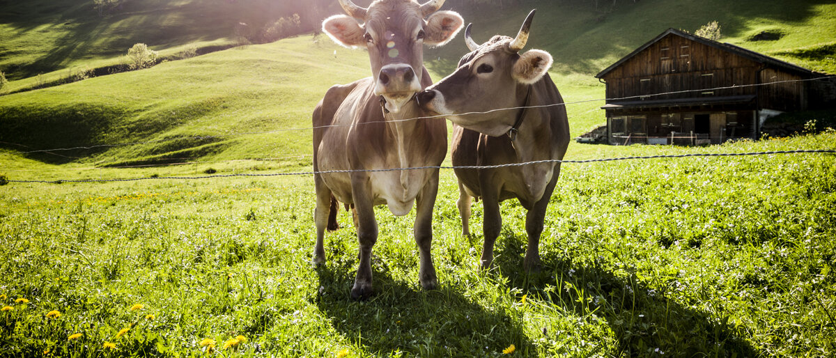 Zwei Kühe stehen auf einer Bergalm und schauen in die Kamera, im Hintergrund sieht man das Wohnhaus des Bauernhofs.