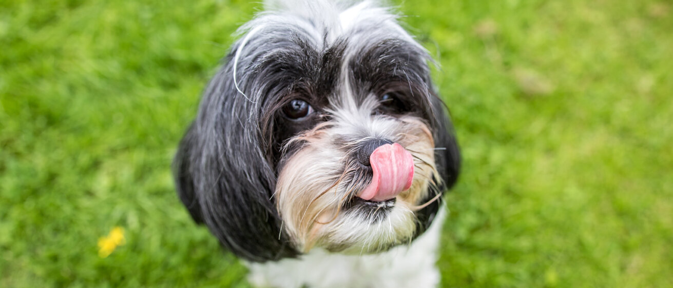 Kleiner schwarz-weißer Hund mit langem Fell auf der Wiese, der sich über die Nase leckt. 