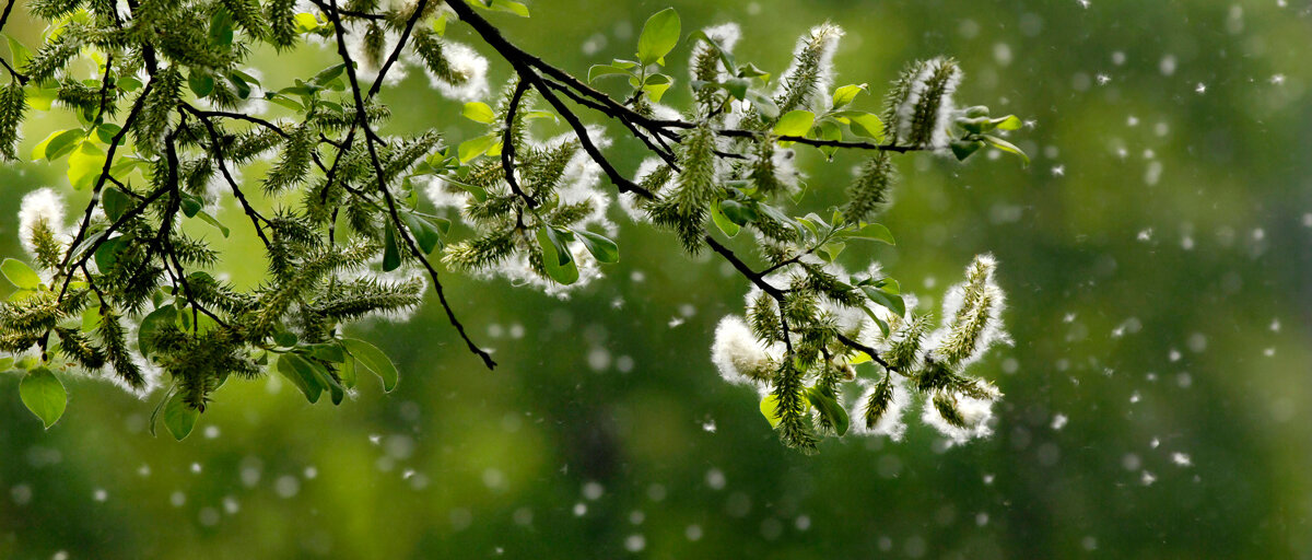 Pollen Weidekätzchen, die Pollen verlieren