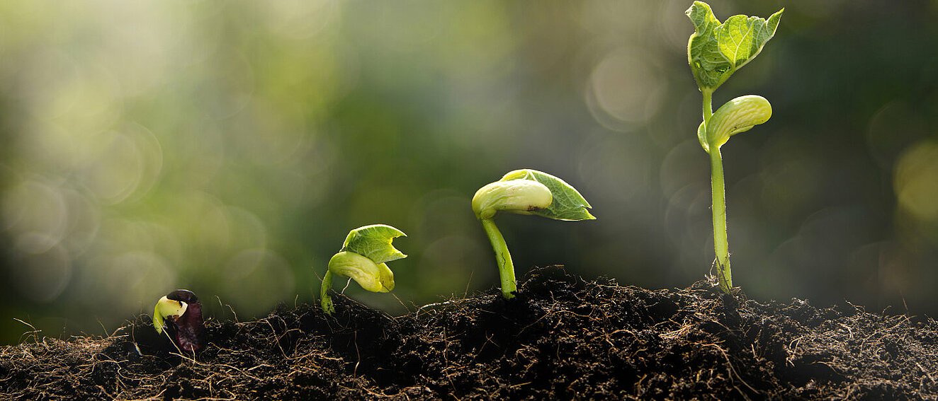 Keimling © LoveTheWind / iStock / Getty Images