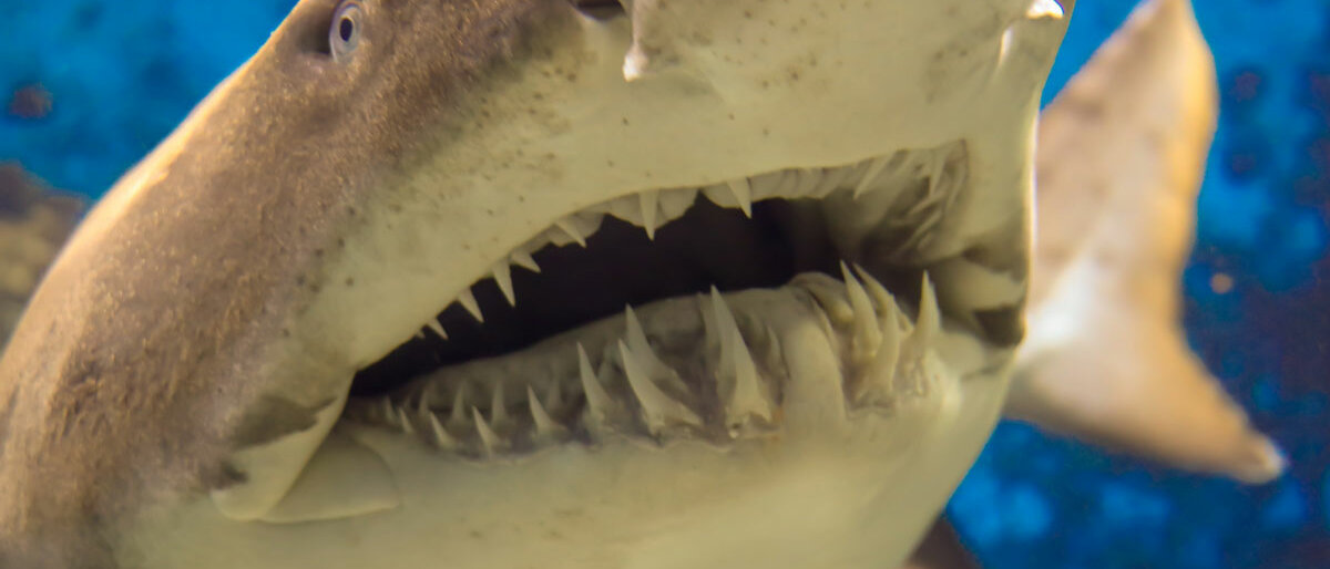 Ein Haifisch mit geöffnetem Maul, man sieht mehrere Zahnreihen