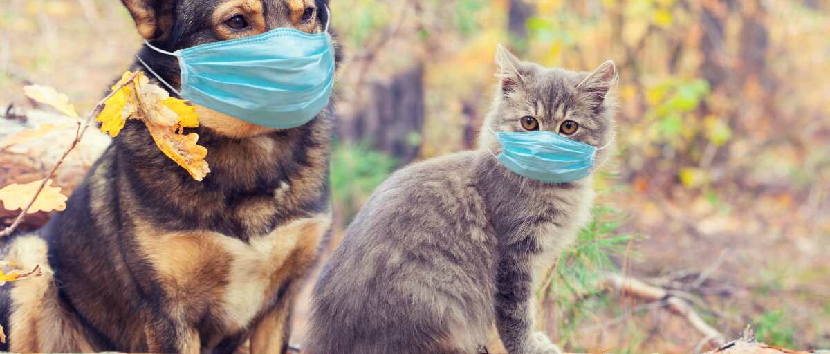 Ein Hund und eine Katze posieren im Wald, beide tragen eine Mund-Nasen-Maske.