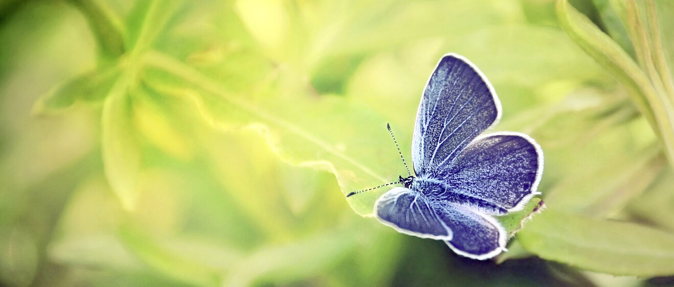 Schmetterling © Anastasia_Aleksieieva / iStock / Thinkstock