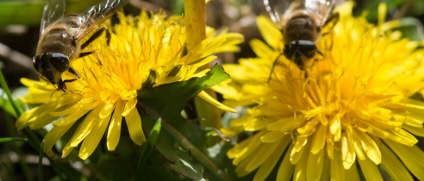 Bienen auf Löwenzahn Zwei Bienen sitzen auf Löwenzahnblüten