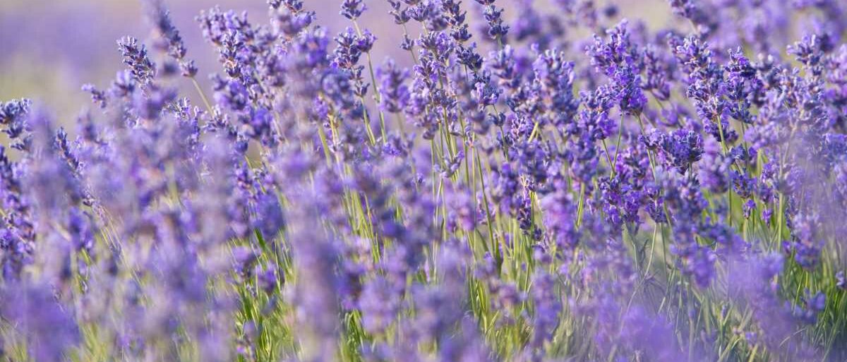 Lavendel ein Lavendelfeld mit zahlreichen violetten Blüten