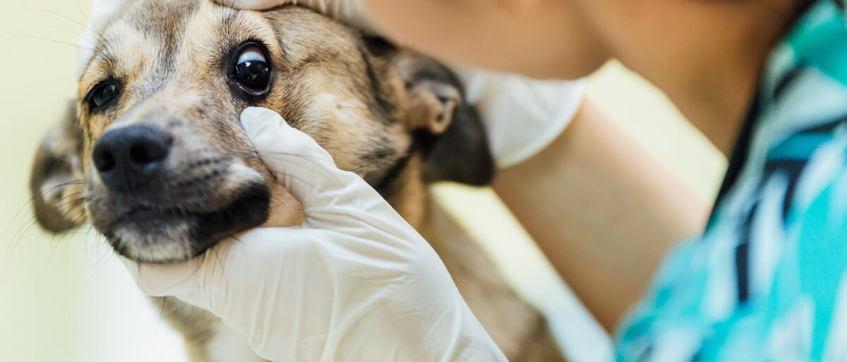 Hund wird untersucht © razyph / iStock / Getty Images