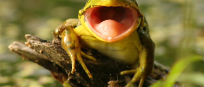 Frosch © BrianLasenby / iStock / Getty Images