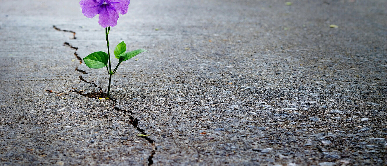 Blume wächst aus Asphaltritze. © ipopba / iStock / Getty Images