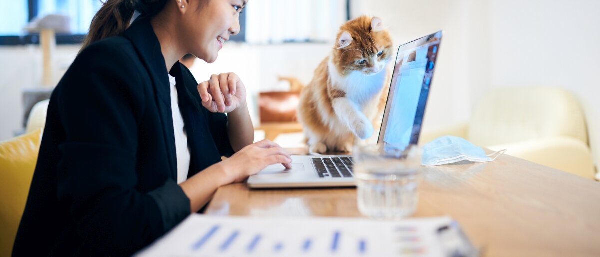 Eine Frau arbeitet an ihrem Laptop. Eine Katze läuft über die Tastatur.