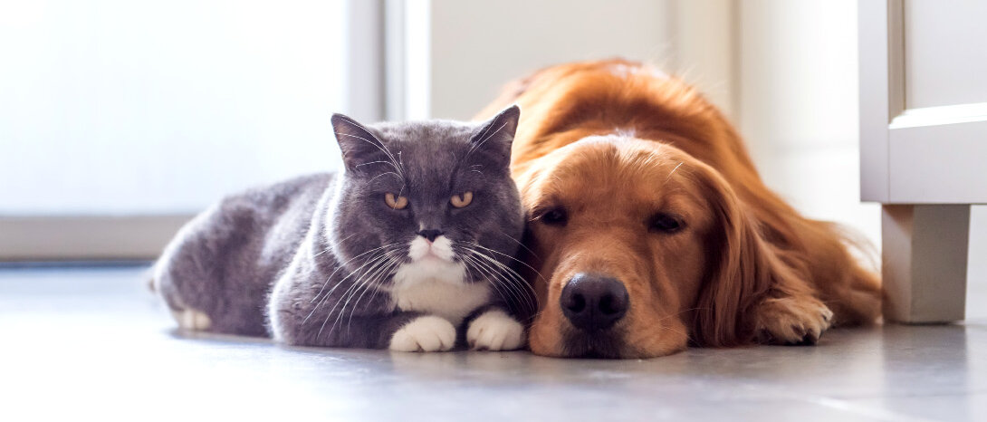 Hund und Katze © chendongshan / iStock / Getty Images