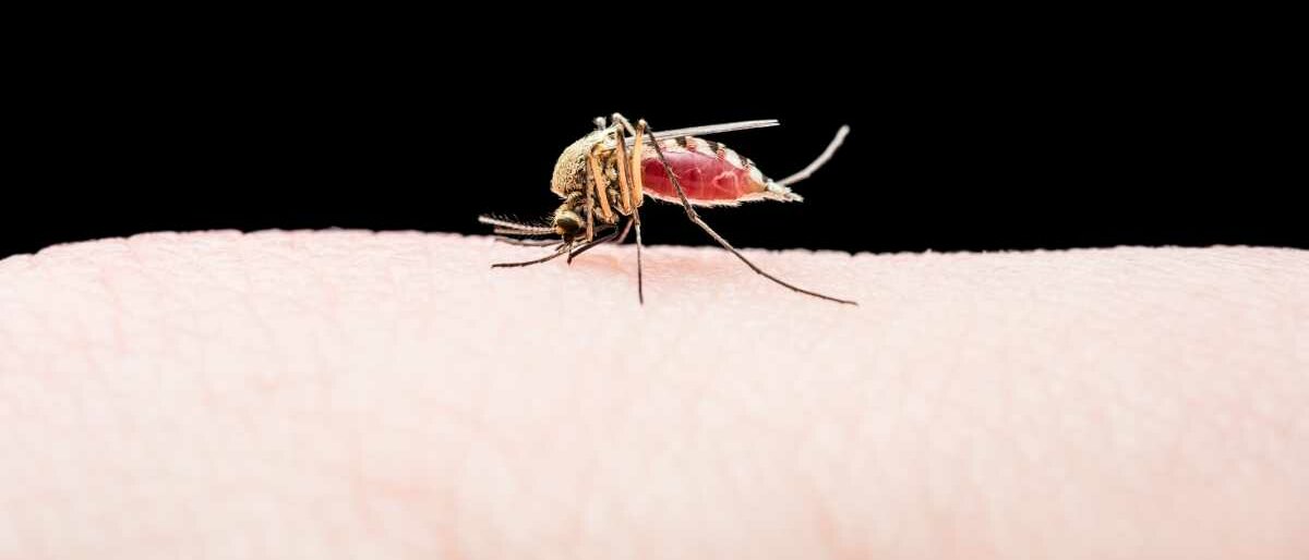 Eine Anopheles-Mücke sticht einen Menschen.