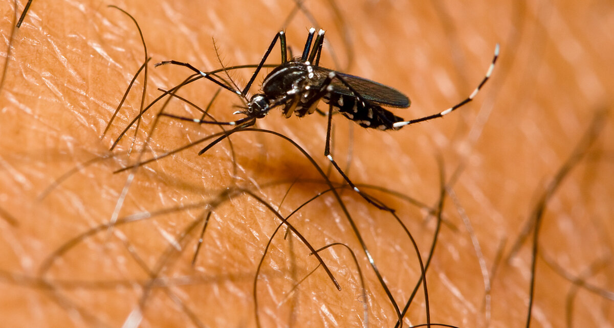 Mehr als 70 Tote hat die Tierseuche West- Nil-Fieber in Europa bereits verursacht. Die Infektionskrankheit, die auch auf Menschen überspringt, ist Ende August in Deutschland erstmals bei einem Bartkauz nachgewiesen worden. Sie wird durch Mücken übertragen