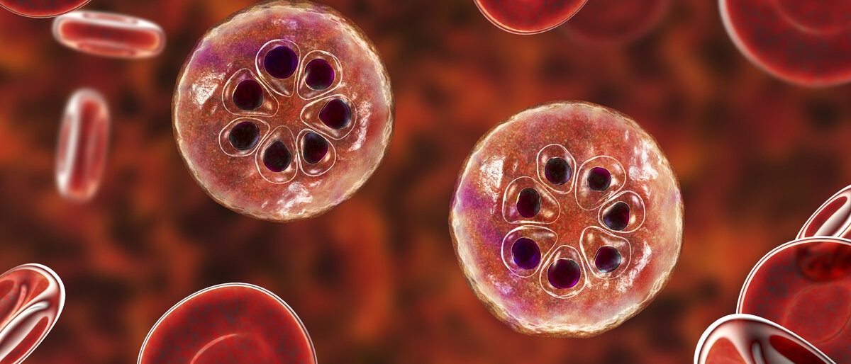 Plasmodien vermehren sich in Erythrozyten.