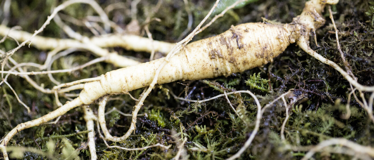 Ginseng © bong hyunjung / iStock / Getty Images Plus